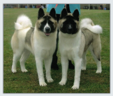 Akitas Pictures
